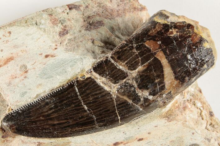 Serrated, Carcharodontosaurus Tooth - Dekkar Formation, Morocco #200521